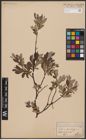 Foto von Salix aurita L. x Salix lapponum L.